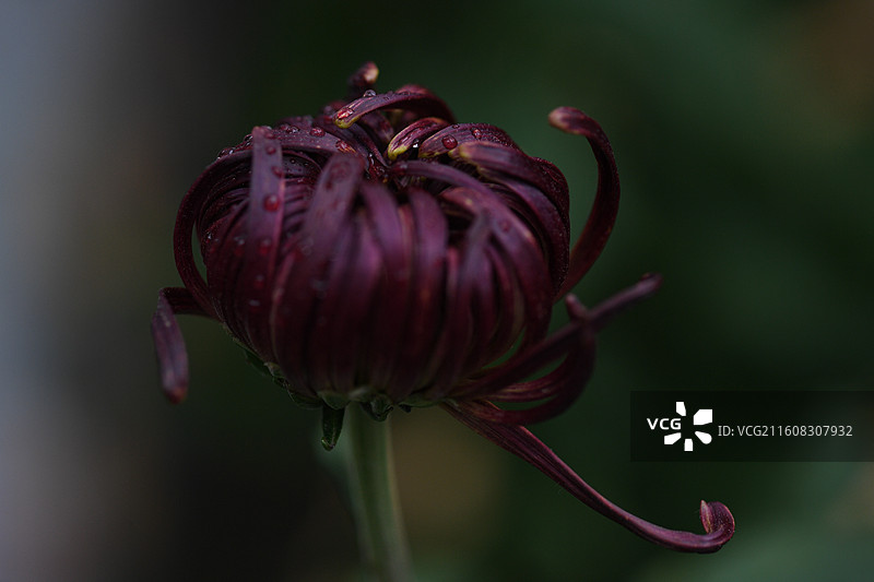 上海共青森林公园菊花展图片素材