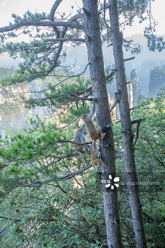 张家界国家森林公园林间嬉戏的猴子图片素材