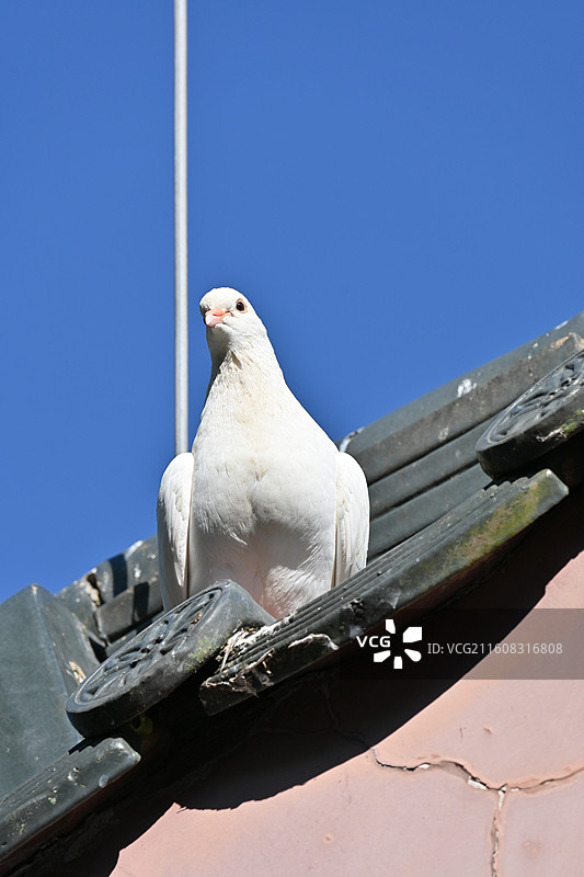 深圳大华兴寺四面佛景区图片素材