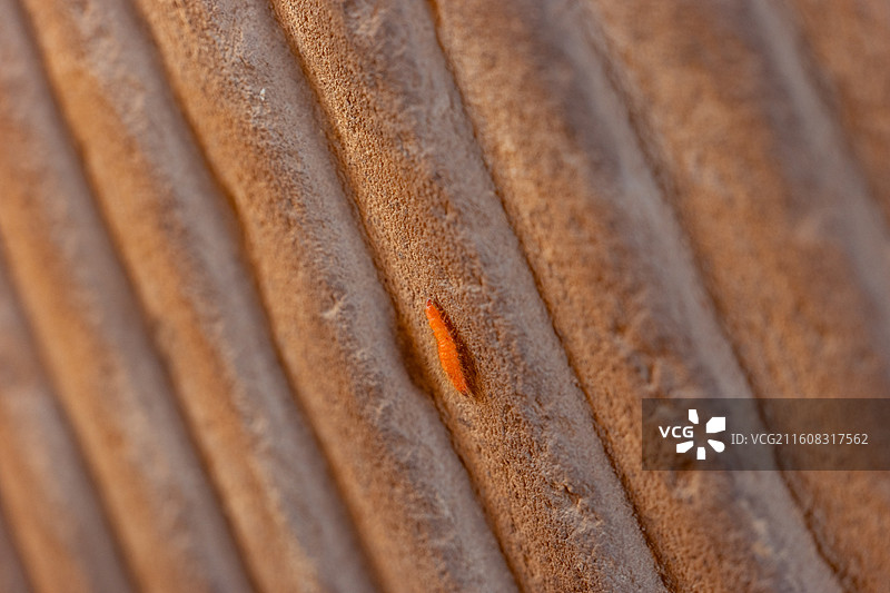 埃及埃斯那神庙（库努姆神庙）图片素材