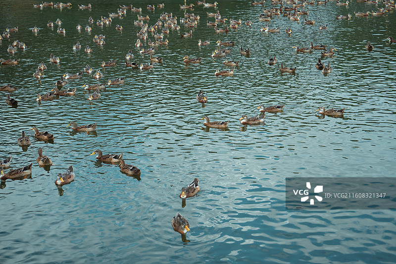 农业养殖家禽鸭子青头鸭子天然放养绿色食材图片素材