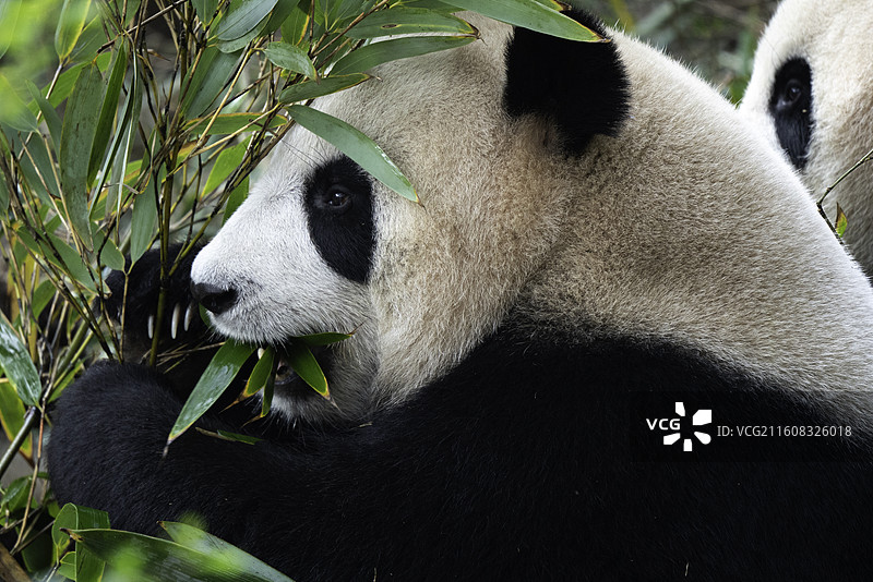 大熊猫图片素材