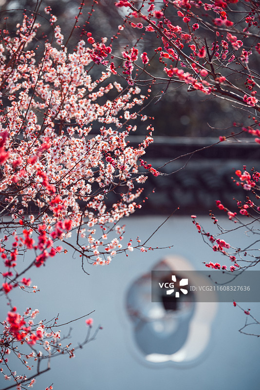 南京春天红楼艺文苑梅花盛开图片素材