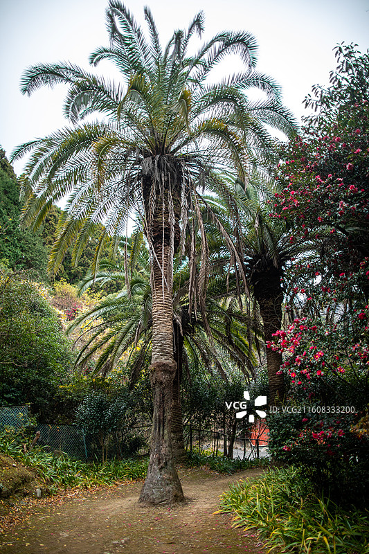 日本大分县别府龙卷地狱的风光图片素材