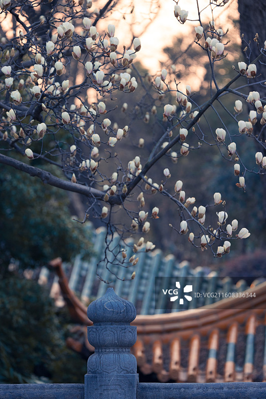 南京春天朝天宫玉兰花盛开图片素材