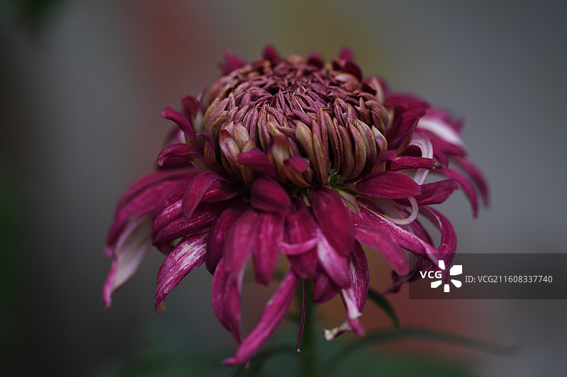 上海共青森林公园菊花展图片素材