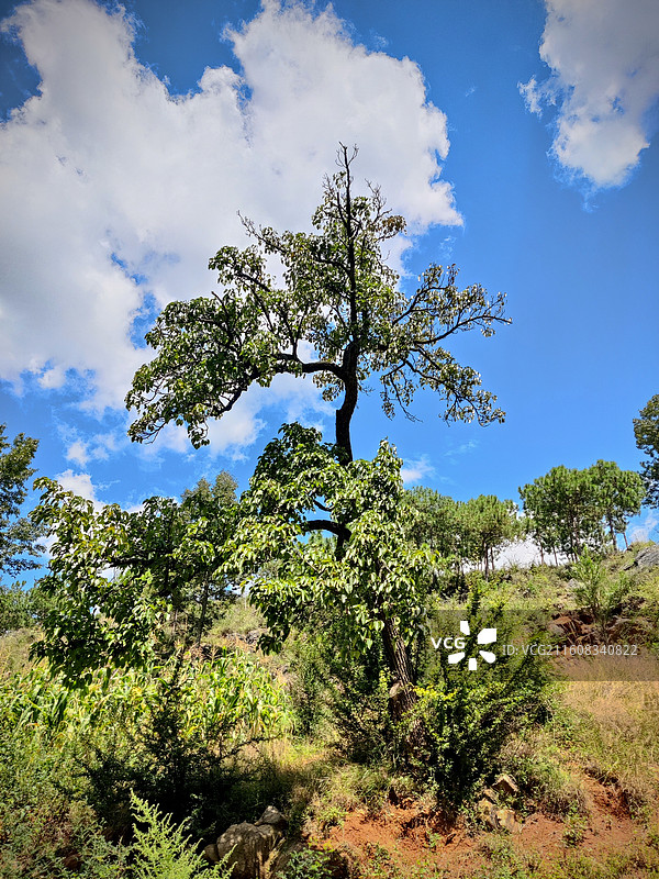 威宁县迤那镇夏季里的那点绿图片素材