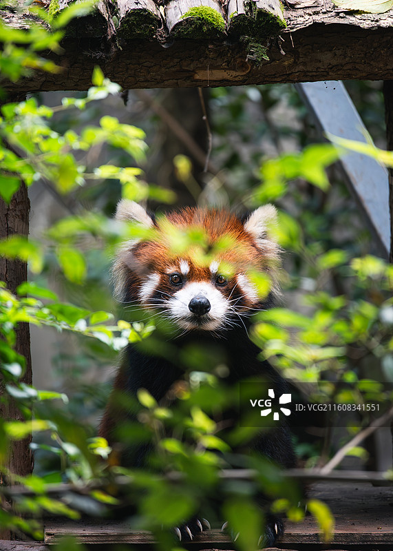 小熊猫图片素材