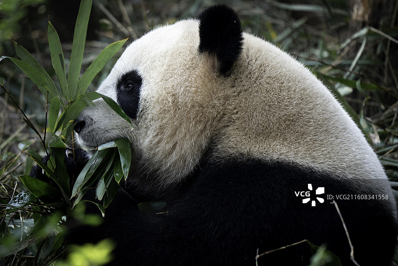 大熊猫图片素材