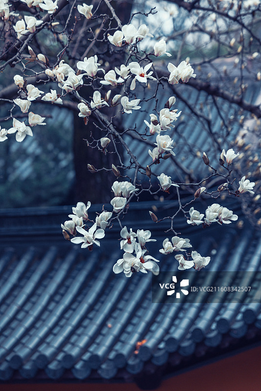 南京春天灵谷寺玉兰花盛开图片素材