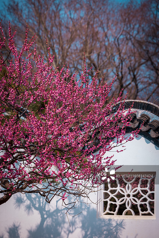南京春天明孝陵红楼艺文苑梅花盛开图片素材