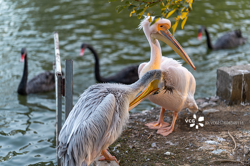 鹈鹕伴侣图片素材
