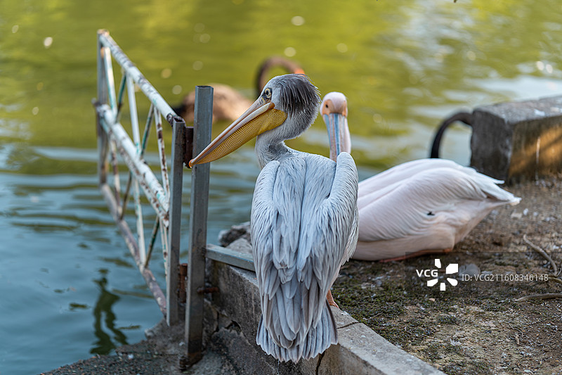 鹈鹕伴侣图片素材