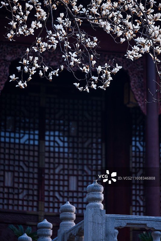 南京春天朝天宫玉兰花盛开图片素材