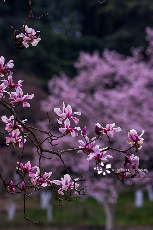 南京春天雨花台宝华玉兰盛开图片素材