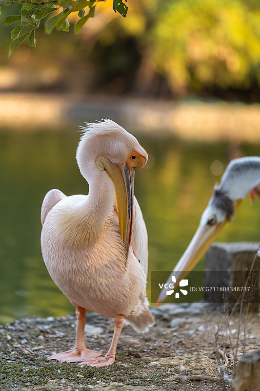 鹈鹕伴侣图片素材