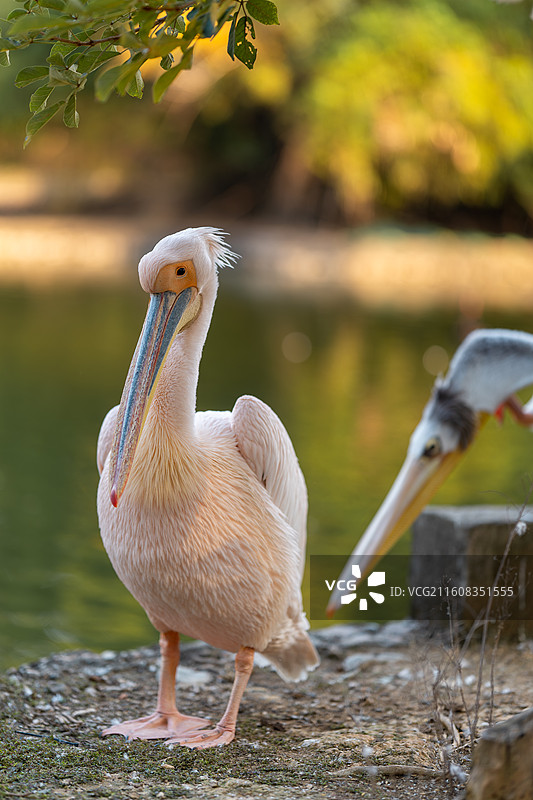 鹈鹕伴侣图片素材