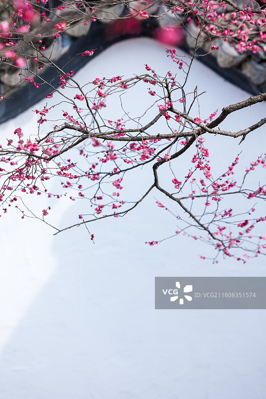 南京春天明孝陵红楼艺文苑梅花盛开图片素材