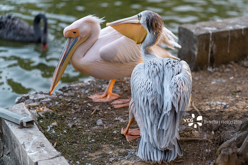 鹈鹕伴侣图片素材