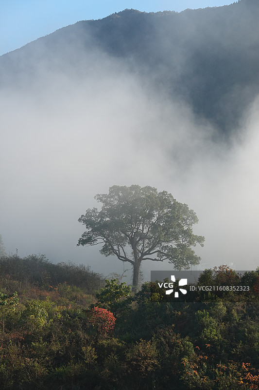 江西省上饶市婺源县溪头乡西岸村：江岭梯田晨雾秋色图片素材