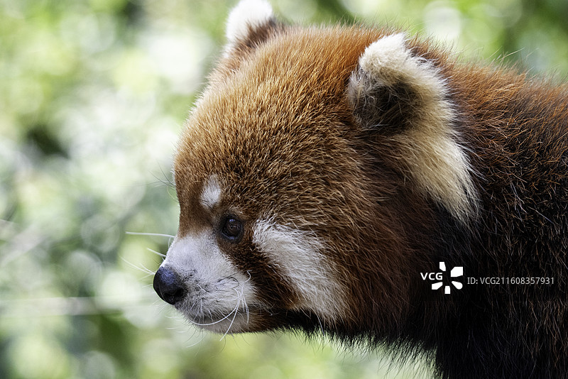 小熊猫图片素材