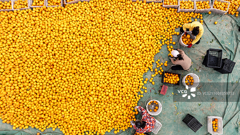 江西宜春脐橙喜丰收图片素材