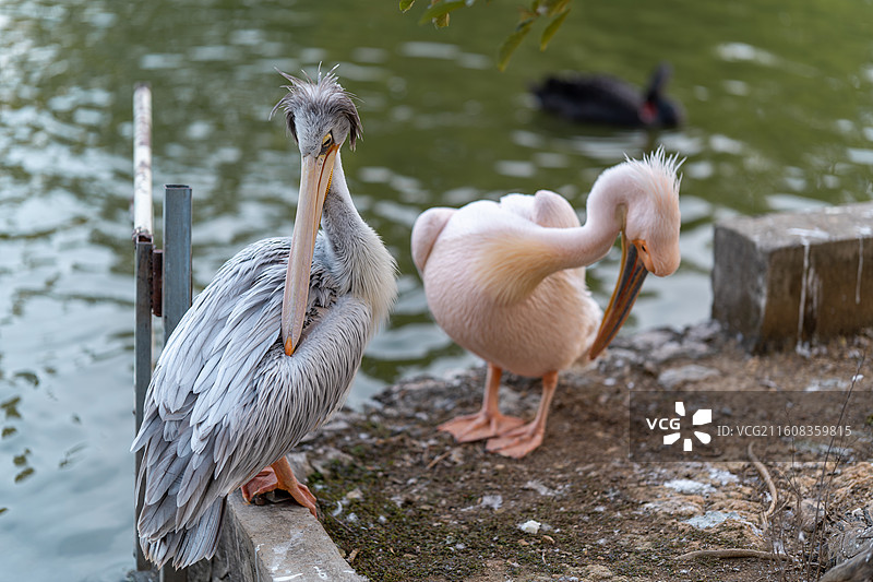 鹈鹕伴侣图片素材