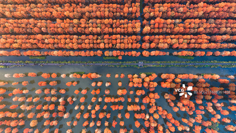 武汉新洲区阳逻秋季的涨渡湖池杉及周边晚霞航拍景象图片素材
