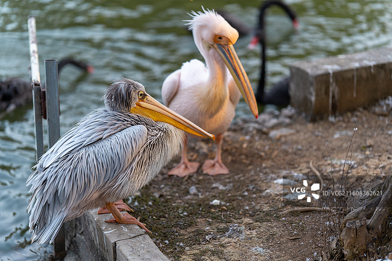 鹈鹕伴侣图片素材