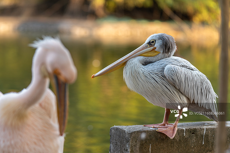 鹈鹕伴侣图片素材
