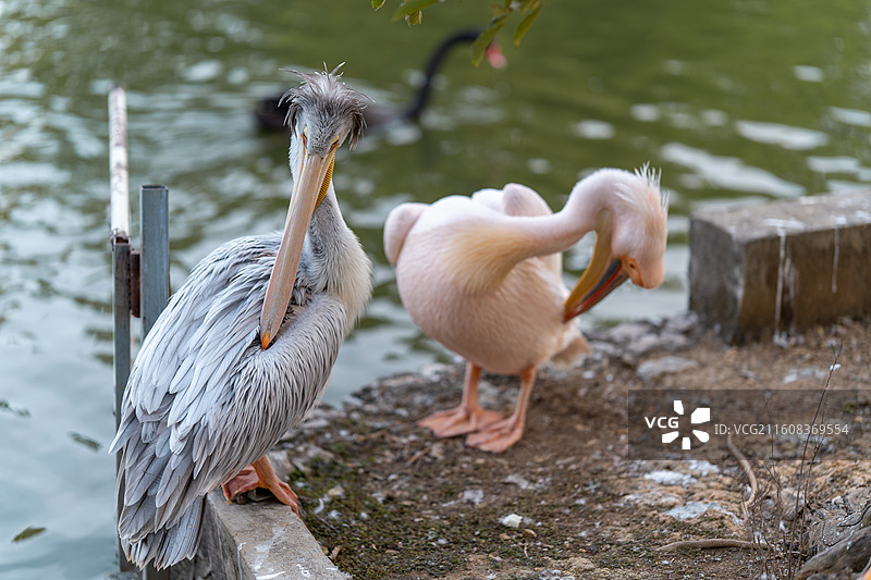 鹈鹕伴侣图片素材