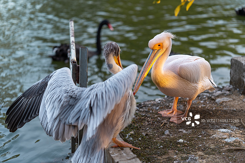 鹈鹕伴侣图片素材