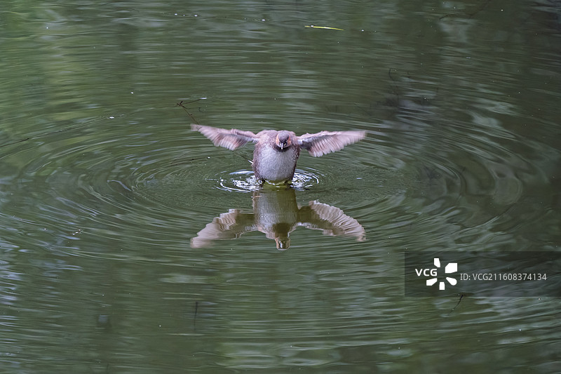 水面上展开双翅的小䴙䴘图片素材