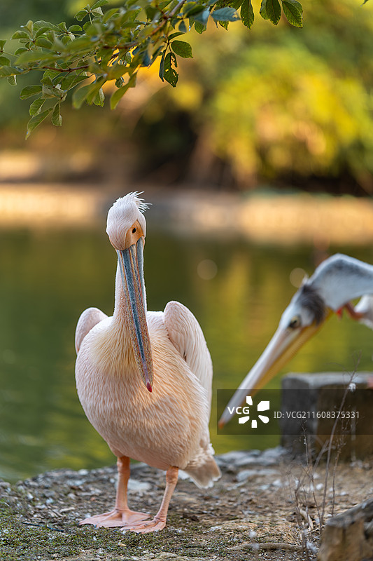 鹈鹕伴侣图片素材