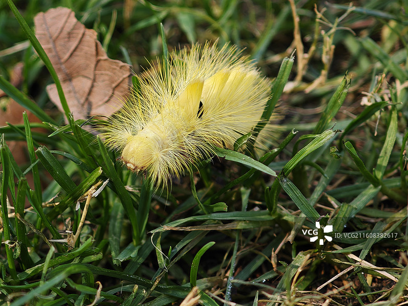 茸毒蛾幼虫头部特写 晚秋时节公园草地上一只金黄色毛毛虫 寄主梧桐树榉树 上海世纪公园昆虫图鉴2025图片素材