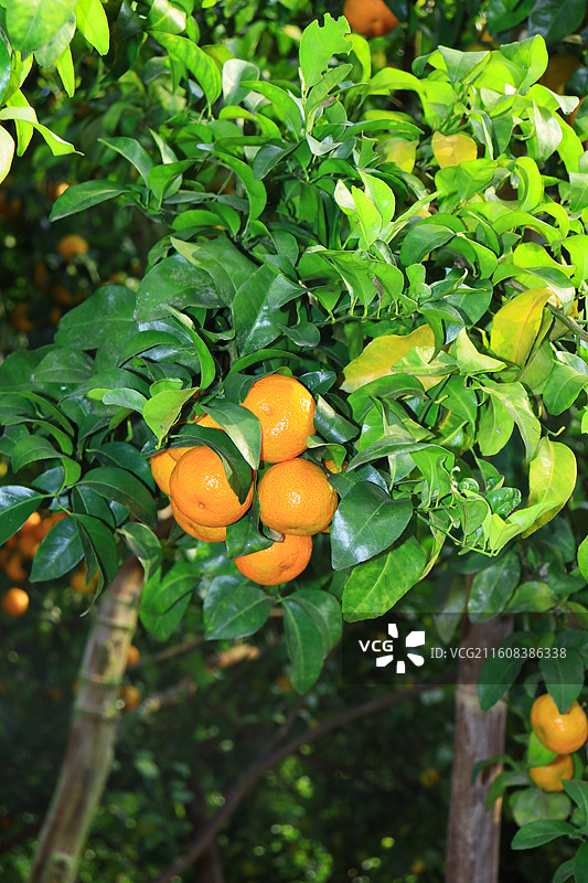 广西沙糖桔水果果园丰收特写图片素材