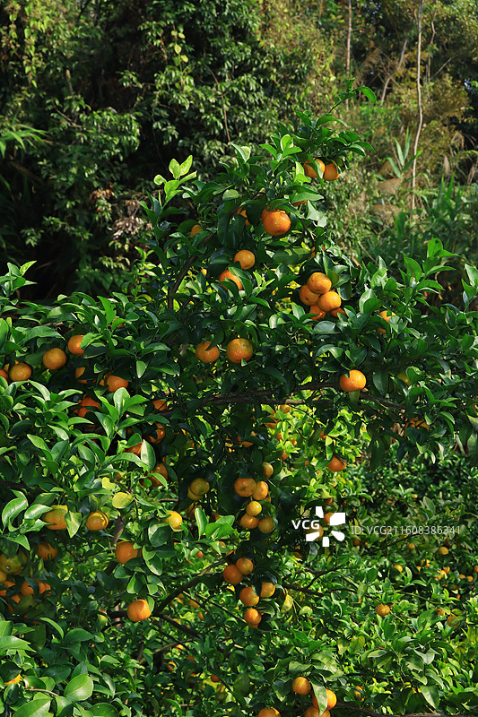 广西沙糖桔水果果园丰收特写图片素材