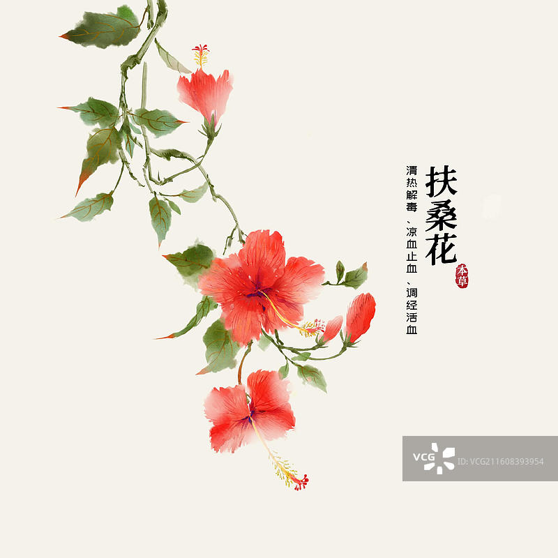 水彩中草药插画扶桑花图片素材