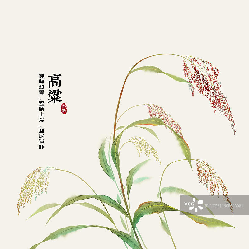 水彩中草药插画高粱图片素材