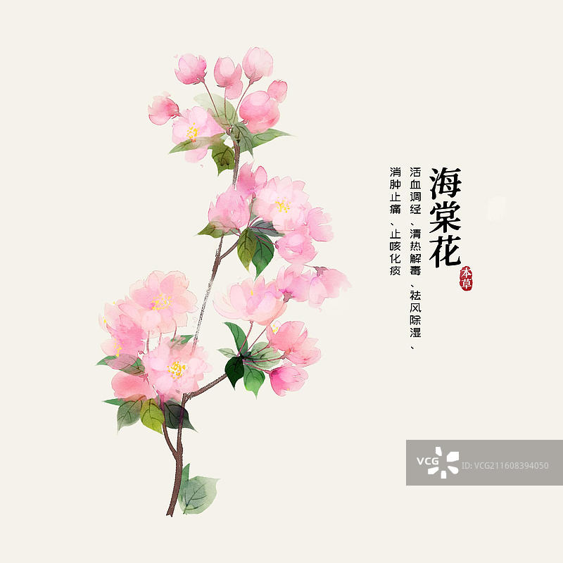 水彩中草药插画海棠花图片素材