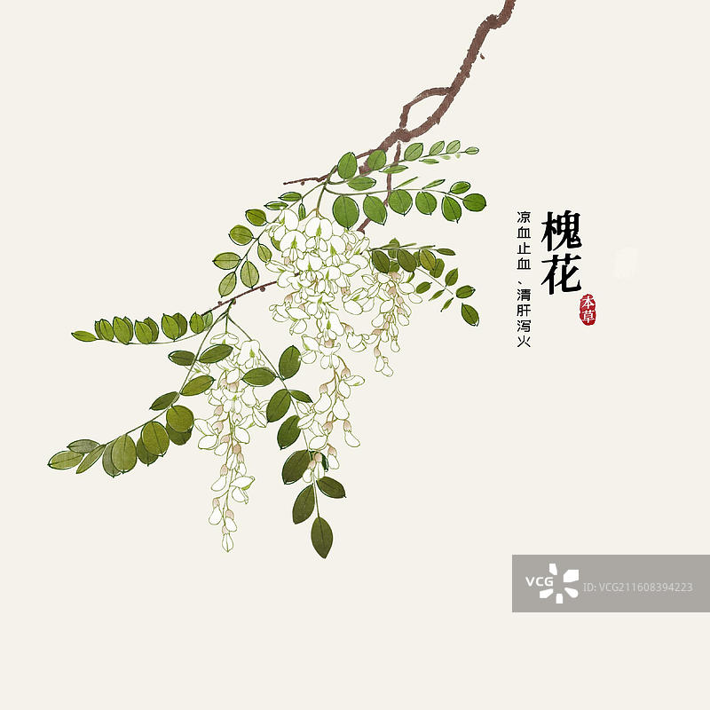水彩中草药插画槐花图片素材