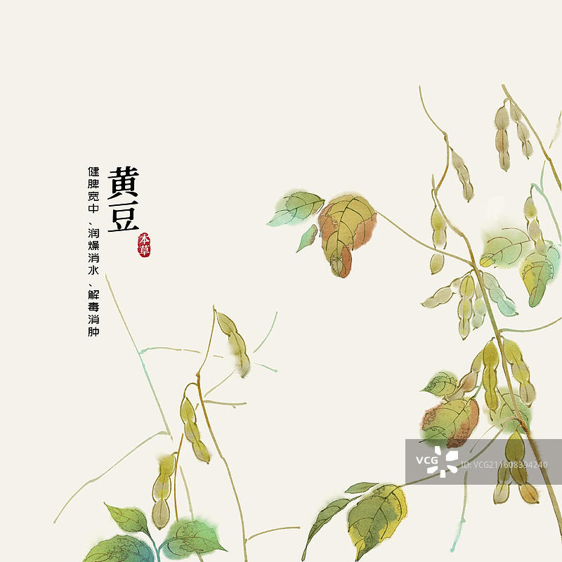 水彩中草药插画黄豆图片素材