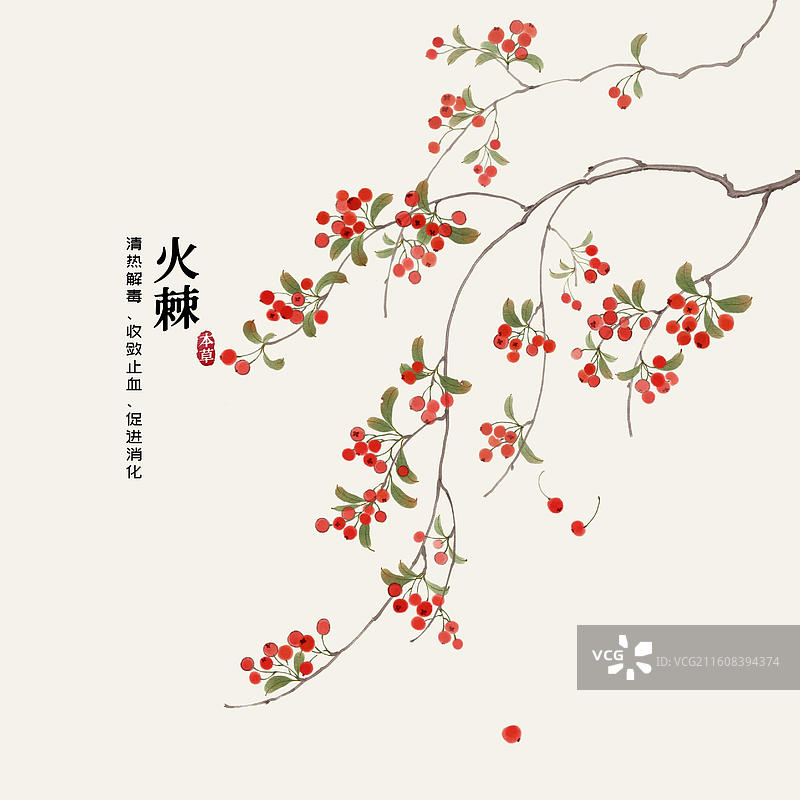 水彩中草药插画火棘图片素材