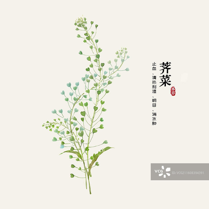 水彩中草药插画荠菜图片素材