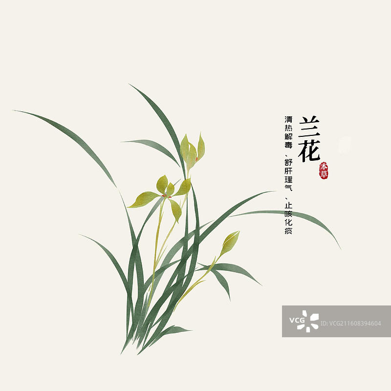 水彩中草药插画兰花图片素材