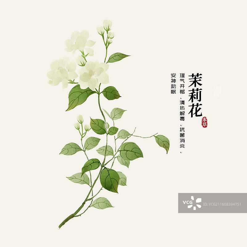 水彩中草药插画茉莉花图片素材
