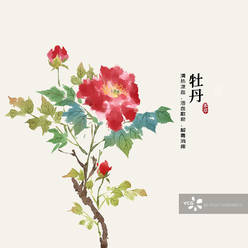 水彩中草药插画牡丹花图片素材