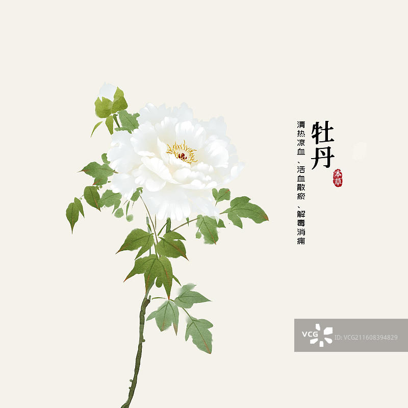 水彩中草药插画牡丹花图片素材