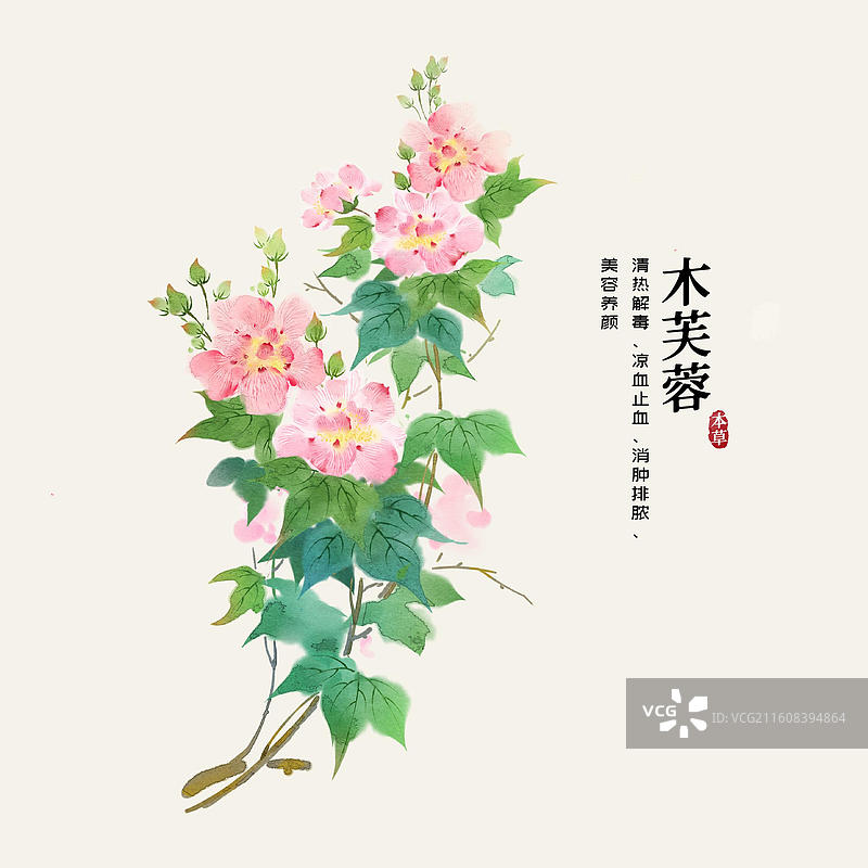 水彩中草药插画木芙蓉图片素材