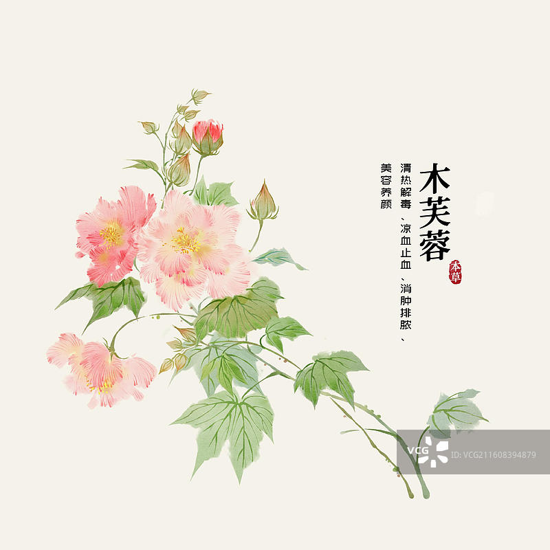 水彩中草药插画木芙蓉图片素材